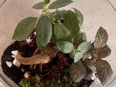COMPLET !!!! Atelier création de terrarium
