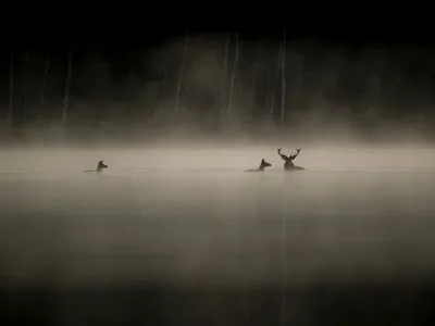 Le chant des forêts